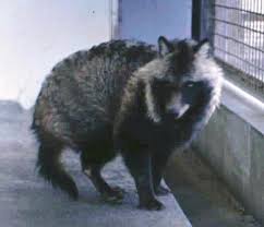 Attēlu rezultāti vaicājumam “Nyctereutes procyonoides”