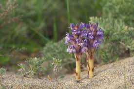 Attēlu rezultāti vaicājumam “Orobanche coerulescens flower”