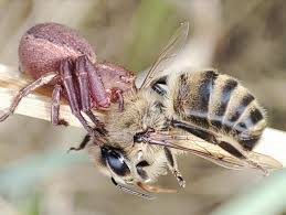 Attēlu rezultāti vaicājumam “Xysticus bifasciatus”