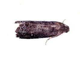 Attēlu rezultāti vaicājumam “Grapholita funebrana”