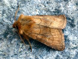 Attēlu rezultāti vaicājumam “Eriopygodes imbecilla”