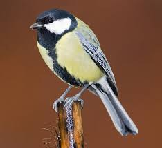 Attēlu rezultāti vaicājumam “Parus major”