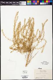 Attēlu rezultāti vaicājumam “Corispermum hyssopifolium”