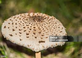 Attēlu rezultāti vaicājumam “Macrolepiota procera”