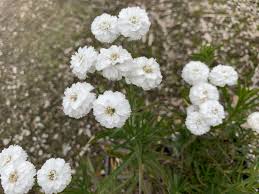 Image result for Achillea Ptarmica