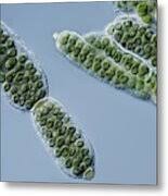 Attēlu rezultāti vaicājumam “Nostoc pruniforme”