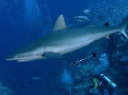 Image result for Carcharhinus amblyrhynchos