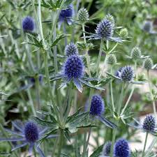 Attēlu rezultāti vaicājumam “Eryngium planum fruit”