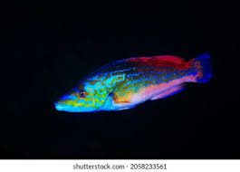 Image result for Labrus mixtus