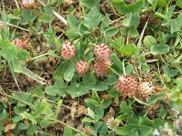 Attēlu rezultāti vaicājumam “Trifolium fragiferum”