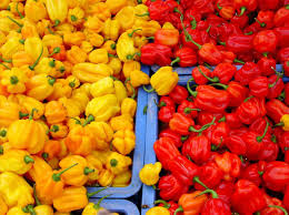 Afbeeldingsresultaat voor mme jeanette hot pepper