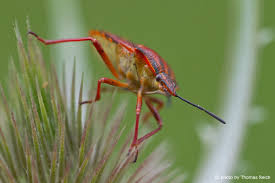 Attēlu rezultāti vaicājumam “Heteroptera”