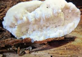 Attēlu rezultāti vaicājumam “Postia stiptica”