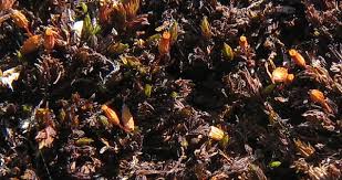 Attēlu rezultāti vaicājumam “Schistidium apocarpum young”