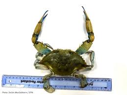 Image result for Callinectes sapidus