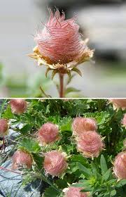 Attēlu rezultāti vaicājumam “Geum x intermedium flower”