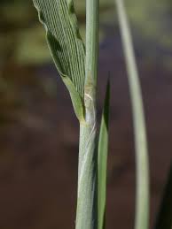 Attēlu rezultāti vaicājumam “Alopecurus aequalis flower”