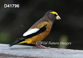 Image result for Hesperiphona vespertina