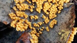 Attēlu rezultāti vaicājumam “Leocarpus fragilis spores”