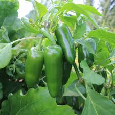 Afbeeldingsresultaat voor jalapeno early hot pepper