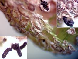 Attēlu rezultāti vaicājumam “Diderma subincarnatum plasmodium”