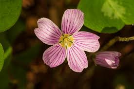 Attēlu rezultāti vaicājumam “Oxalidaceae”