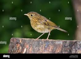 Attēlu rezultāti vaicājumam “Erithacus rubecula juvenile”