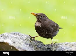 Attēlu rezultāti vaicājumam “Turdus merula female”