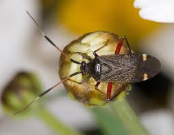 Attēlu rezultāti vaicājumam “Closterotomus biclavatus imago”