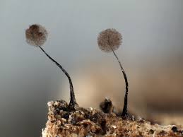 Attēlu rezultāti vaicājumam “Comatricha alta macro”