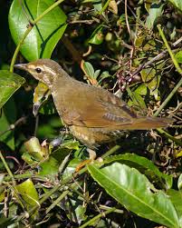 Image result for Zoothera sibirica