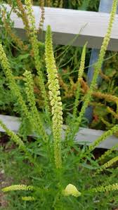 Image result for Reseda luteola
