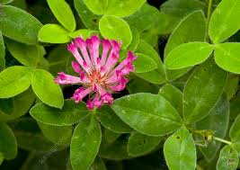 Attēlu rezultāti vaicājumam “Trifolium medium leaf”