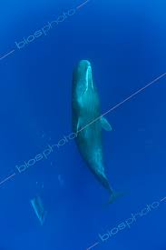 Image result for Physeter macrocephalus