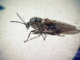 Attēlu rezultāti vaicājumam “Cynipidae”