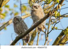 Attēlu rezultāti vaicājumam “Strix aluco juvenile”