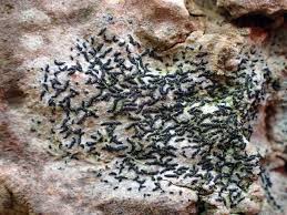 Attēlu rezultāti vaicājumam “Opegrapha atra”