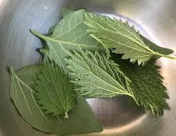 Attēlu rezultāti vaicājumam “Urtica urens leaf”