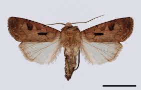 Attēlu rezultāti vaicājumam “Agrotis exclamationis”