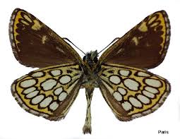 Attēlu rezultāti vaicājumam “Heteropterus morpheus”