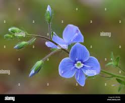 Attēlu rezultāti vaicājumam “Veronica chamaedrys bud”