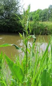 Attēlu rezultāti vaicājumam “Rumex hydrolapathum fruit”