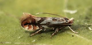 Attēlu rezultāti vaicājumam “Phyllonorycter platanoidella”