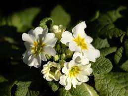 Attēlu rezultāti vaicājumam “Primula x polyantha”