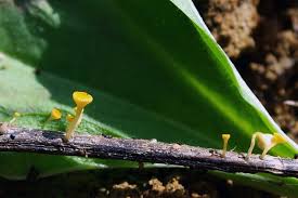 Attēlu rezultāti vaicājumam “Hymenoscyphus fructigenus var. coryli”