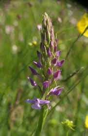 Attēlu rezultāti vaicājumam “Gymnadenia conopsea leaf”