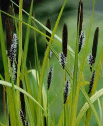 Attēlu rezultāti vaicājumam “Carex elata flower”