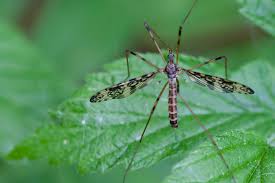 Attēlu rezultāti vaicājumam “Epiphragma ocellare”