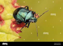 Attēlu rezultāti vaicājumam “Zicrona caerulea”