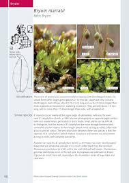 Attēlu rezultāti vaicājumam “Bryum neodamense”